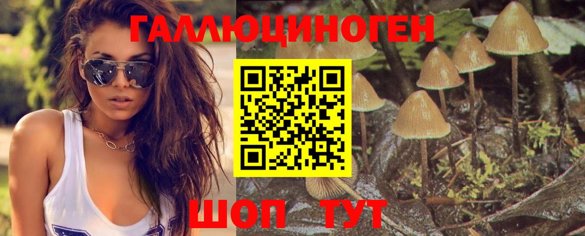 Псилоцибиновые грибы мицелий Чернушка